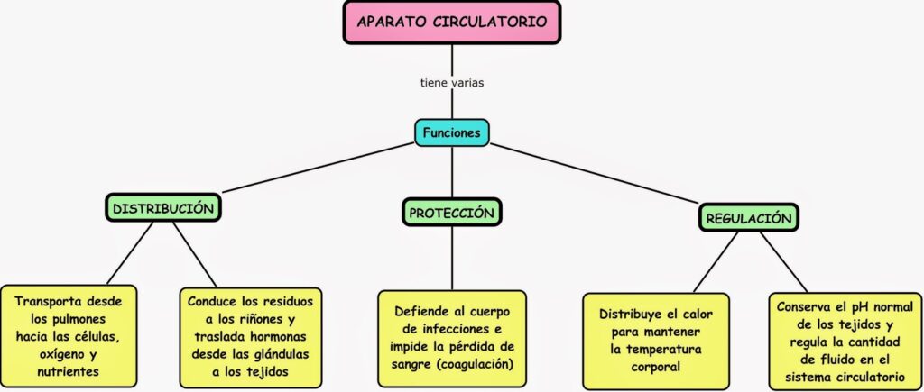 esquema del sistema circulatorio conceptos