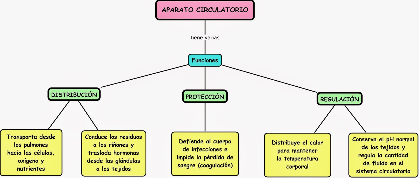 Esquema Del Sistema Circulatorio ¡Fotos & Guía 2024!