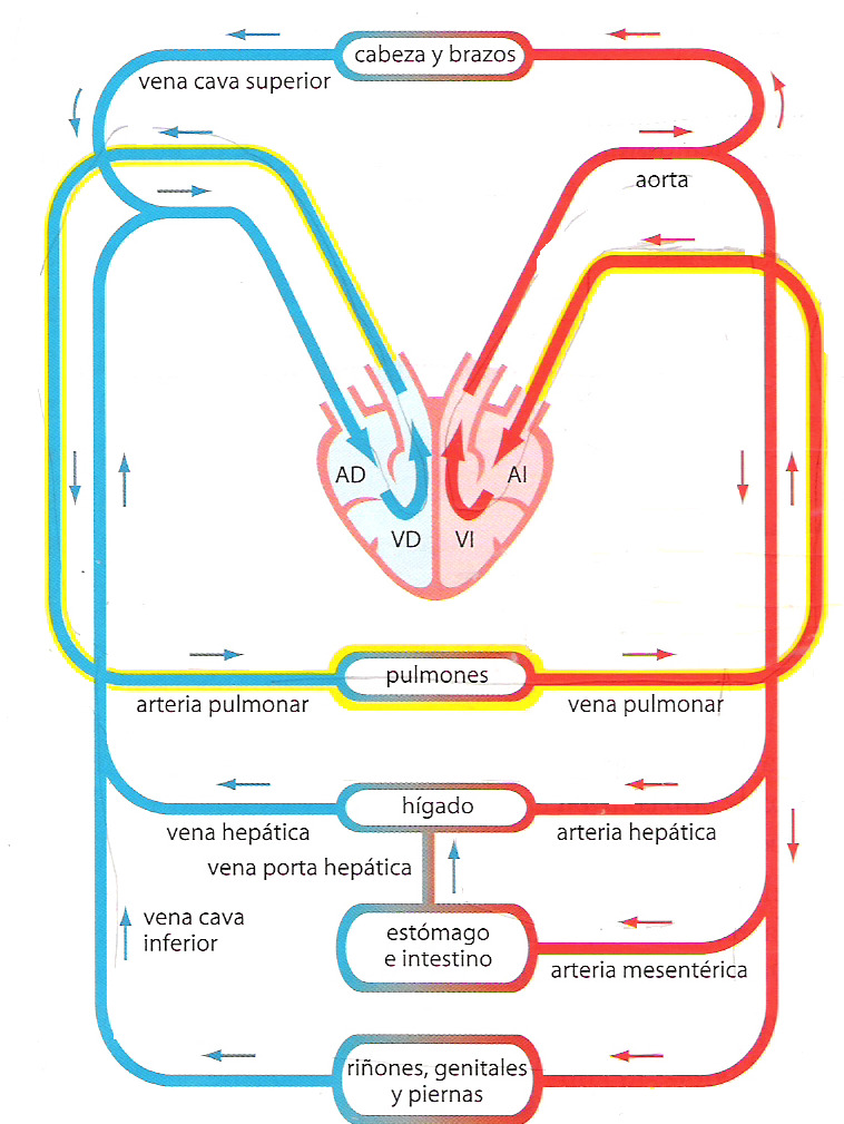 esquema del sistema circulatorio moderno