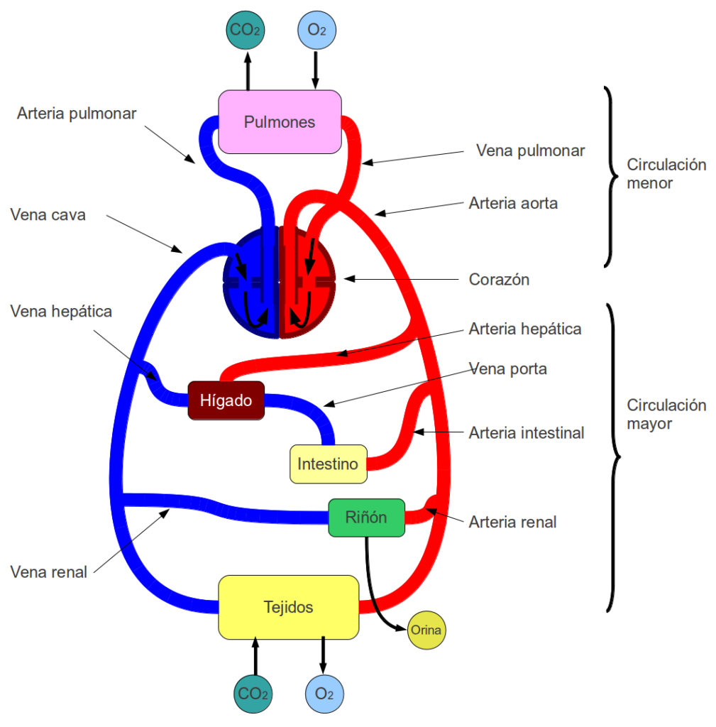 esquema del sistema circulatorio colorido
