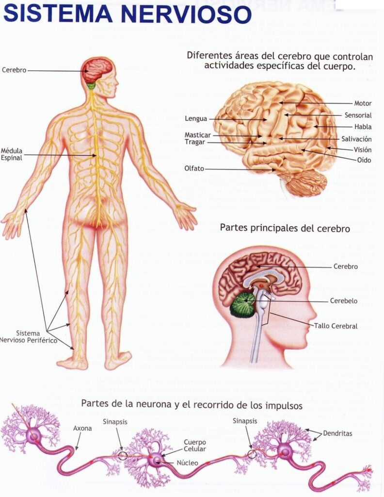 esquema del sistema nervioso periferico