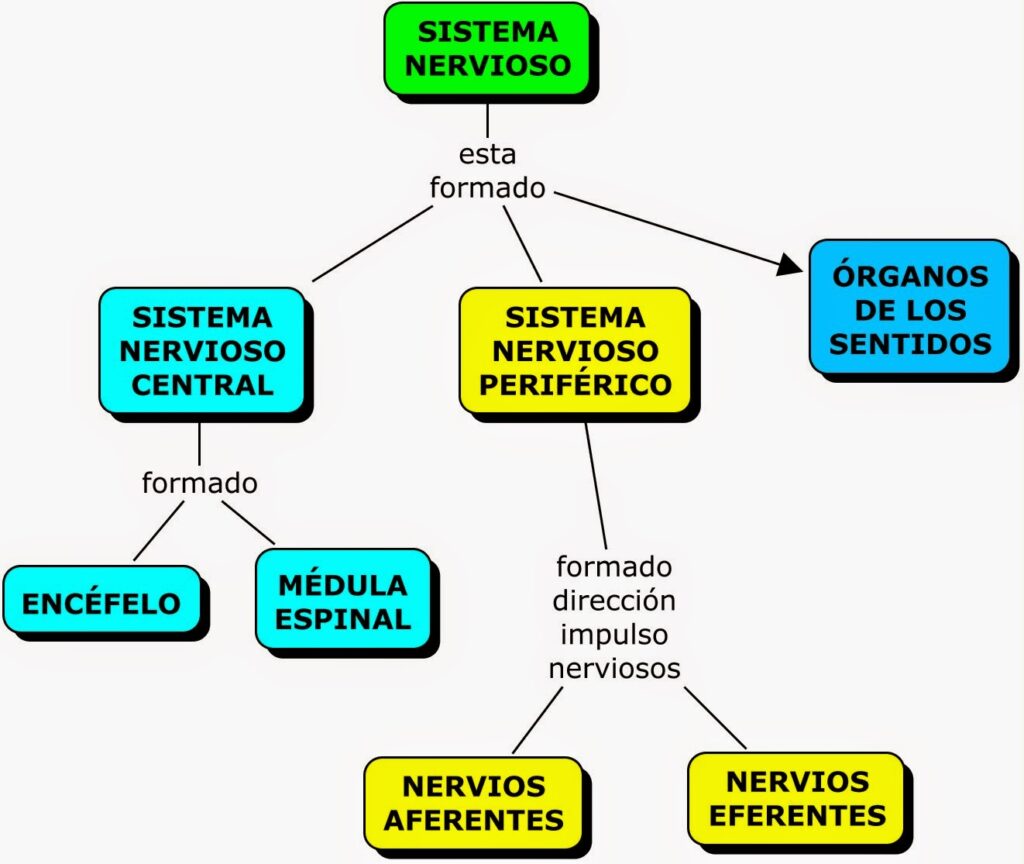 esquema del sistema nervioso completo