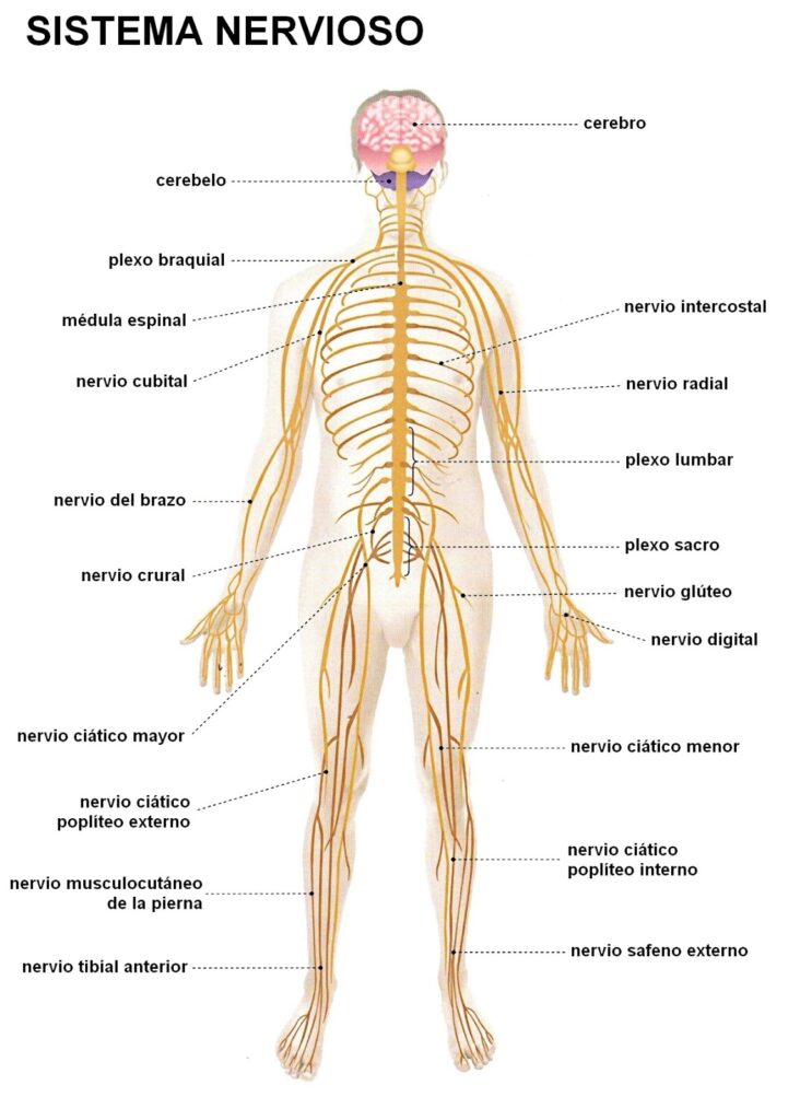 esquema del sistema nervioso para niños de primaria