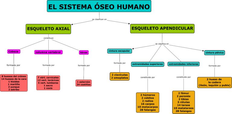 esquema del sistema oseo fotos guía 2024