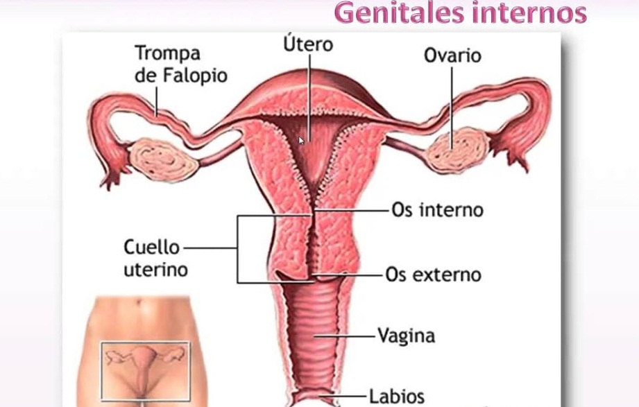 esquema del aparato reproductor femenino y masculino