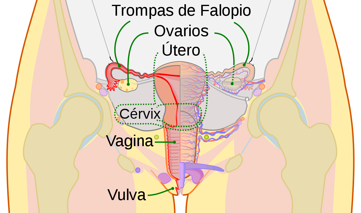 Esquema Del Aparato Reproductor Femenino ¡fotos And Guía 2024 7810