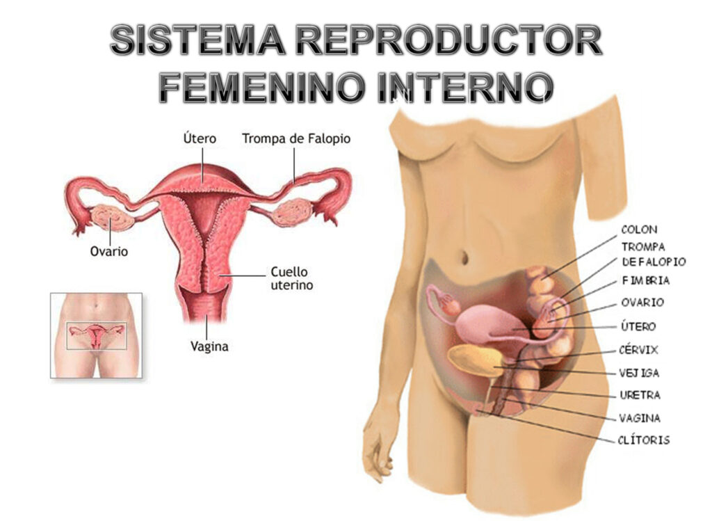 esquema del aparato reproductor femenino sin nombres