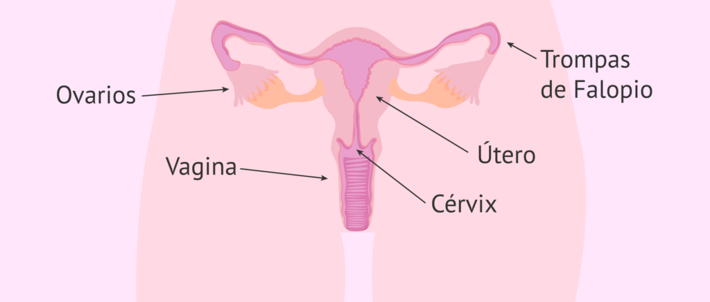 esquema anatomico del aparato reproductor femenino