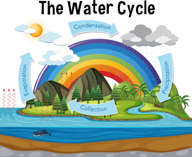 esquema del ciclo del agua y su importancia	
