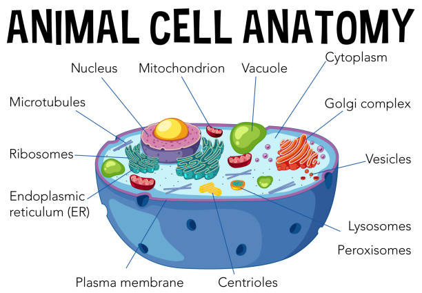 esquema de la celula animal