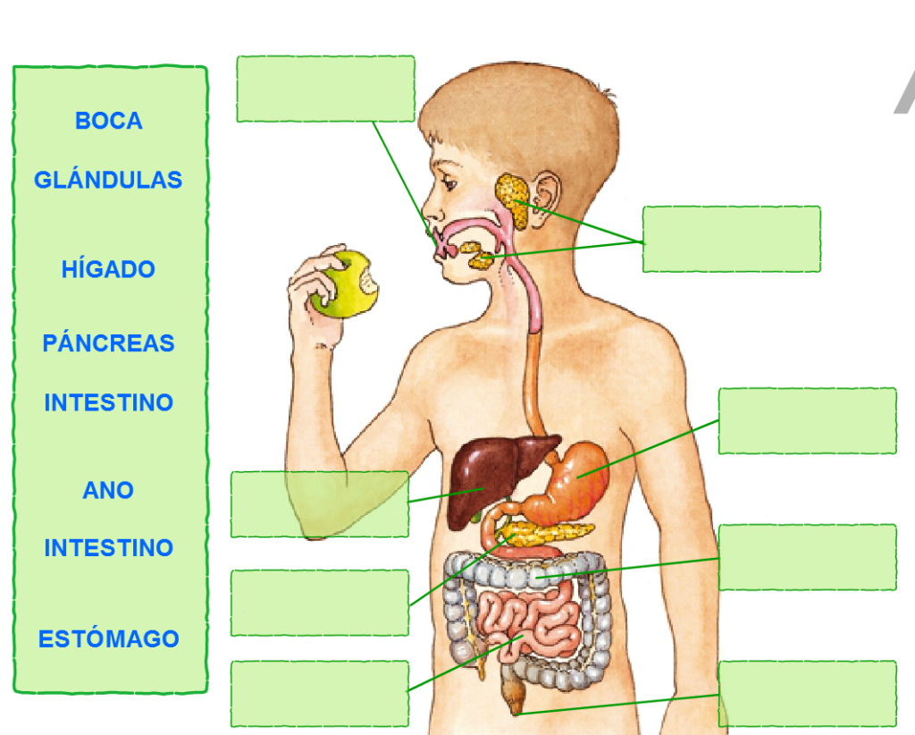 esquema del aparato digestivo humano y sus funciones