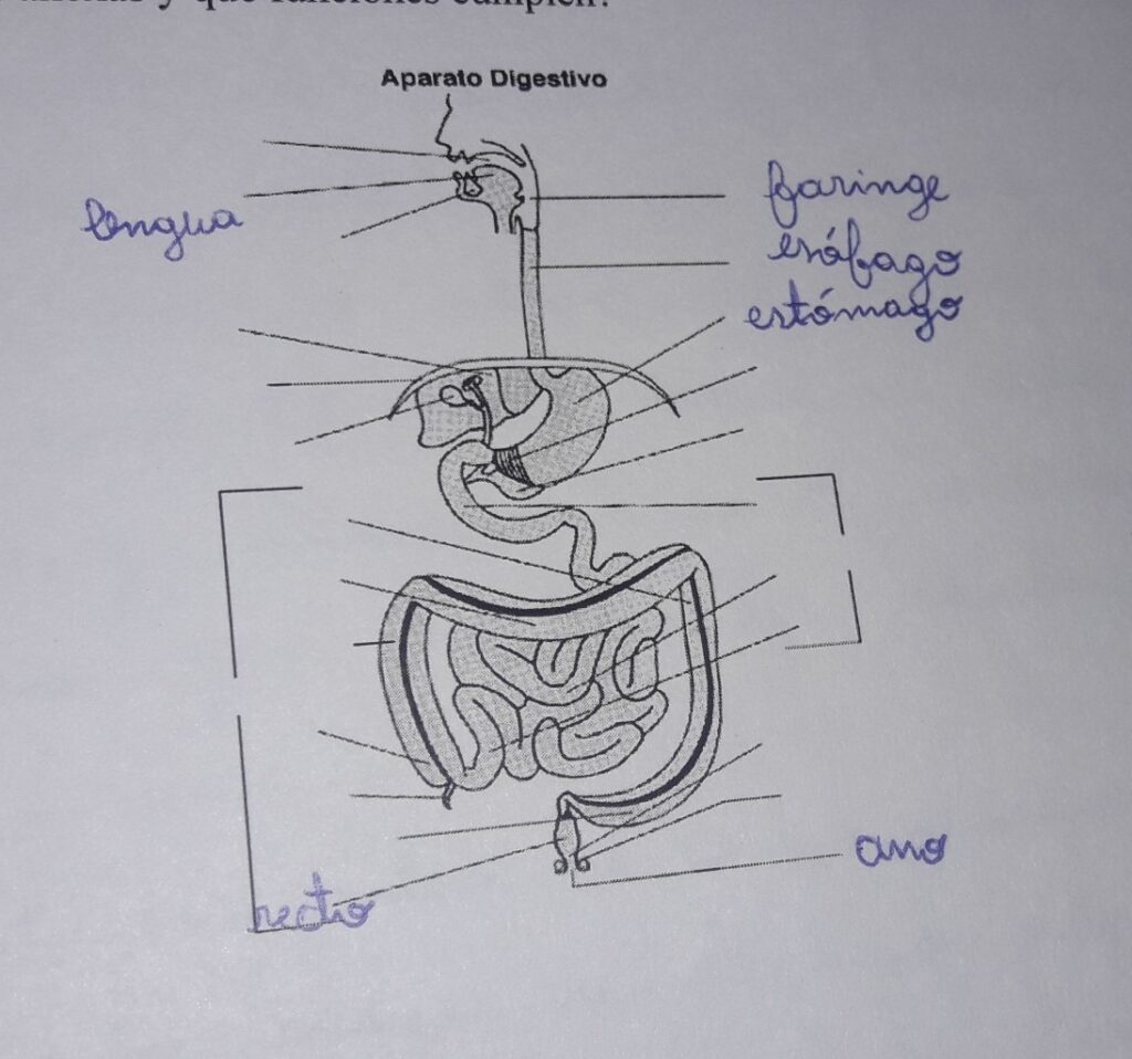 esquema del aparato digestivo y respiratorio