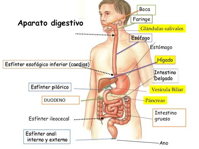 	esquema del aparato digestivo y respiratorio