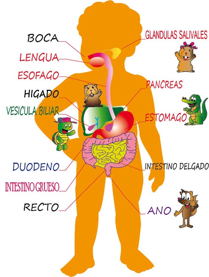 esquema del aparato digestivo y sus partes