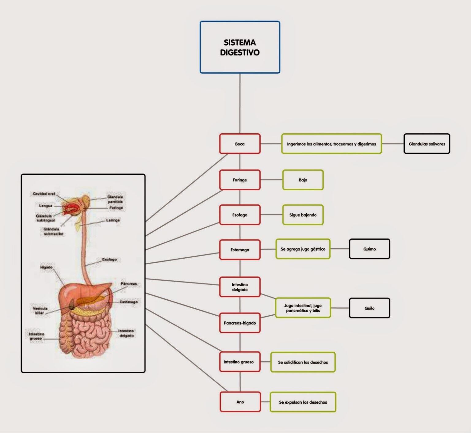 Esquema Del Aparato Digestivo ¡fotos And Guía 2024 5081