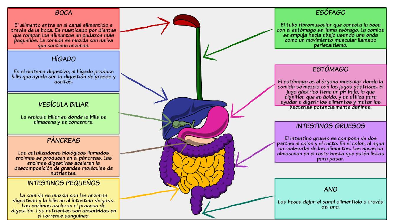 Esquema Del Aparato Digestivo ¡Fotos & Guía 2024!