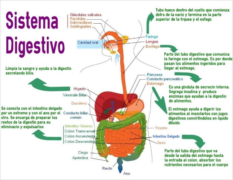 Esquema Del Aparato Digestivo Fotos Gu A