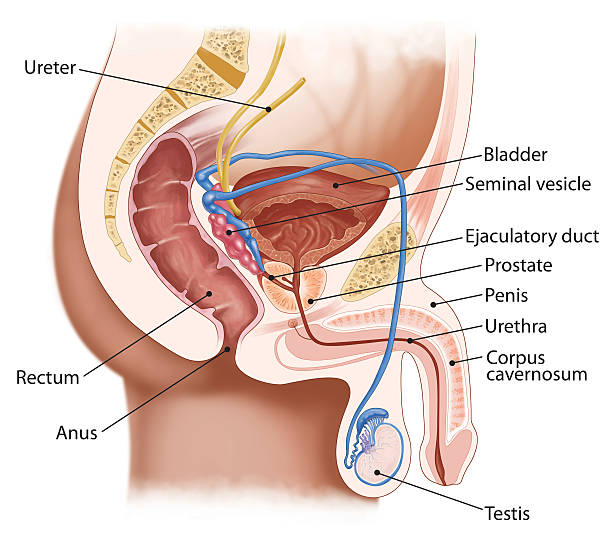 esquema del aparato reproductor masculino y sus funciones