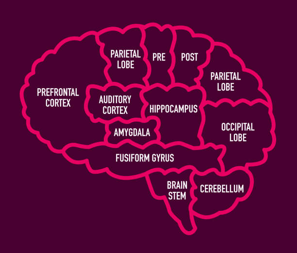 esquema de las arterias del cerebro