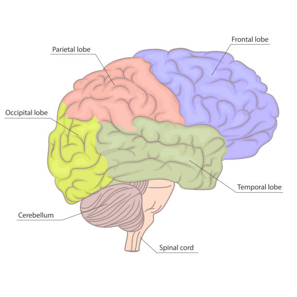 esquema del cerebro con sus partes	
