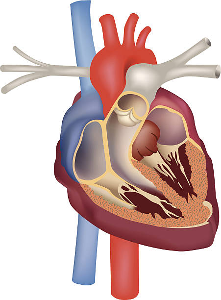 	esquema del corazon humano