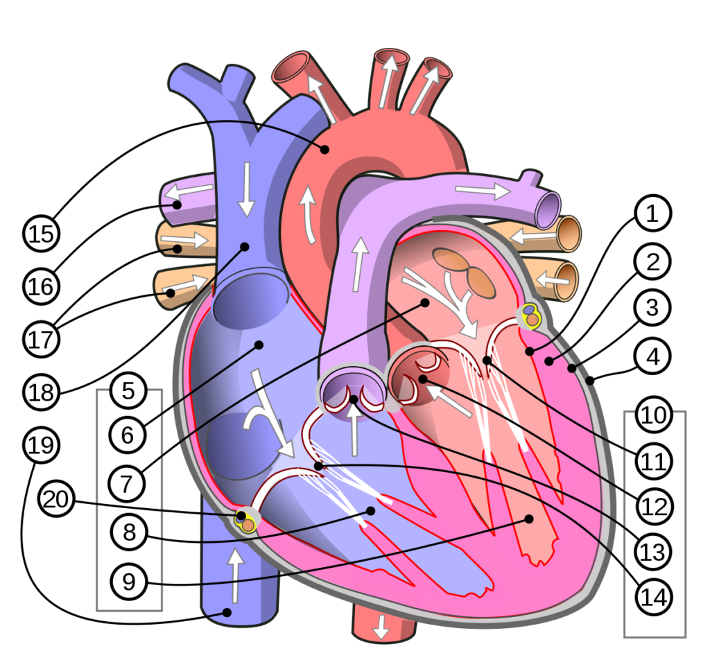 esquema anatomico del corazon