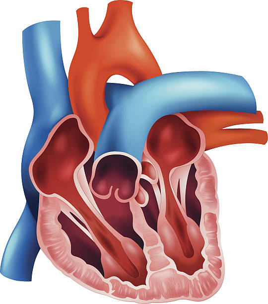 esquema del corazon sus cavidades valvulas y vasos principales