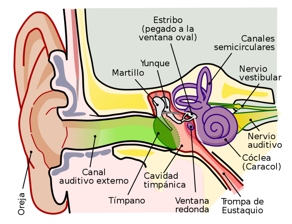 esquema del oido externo