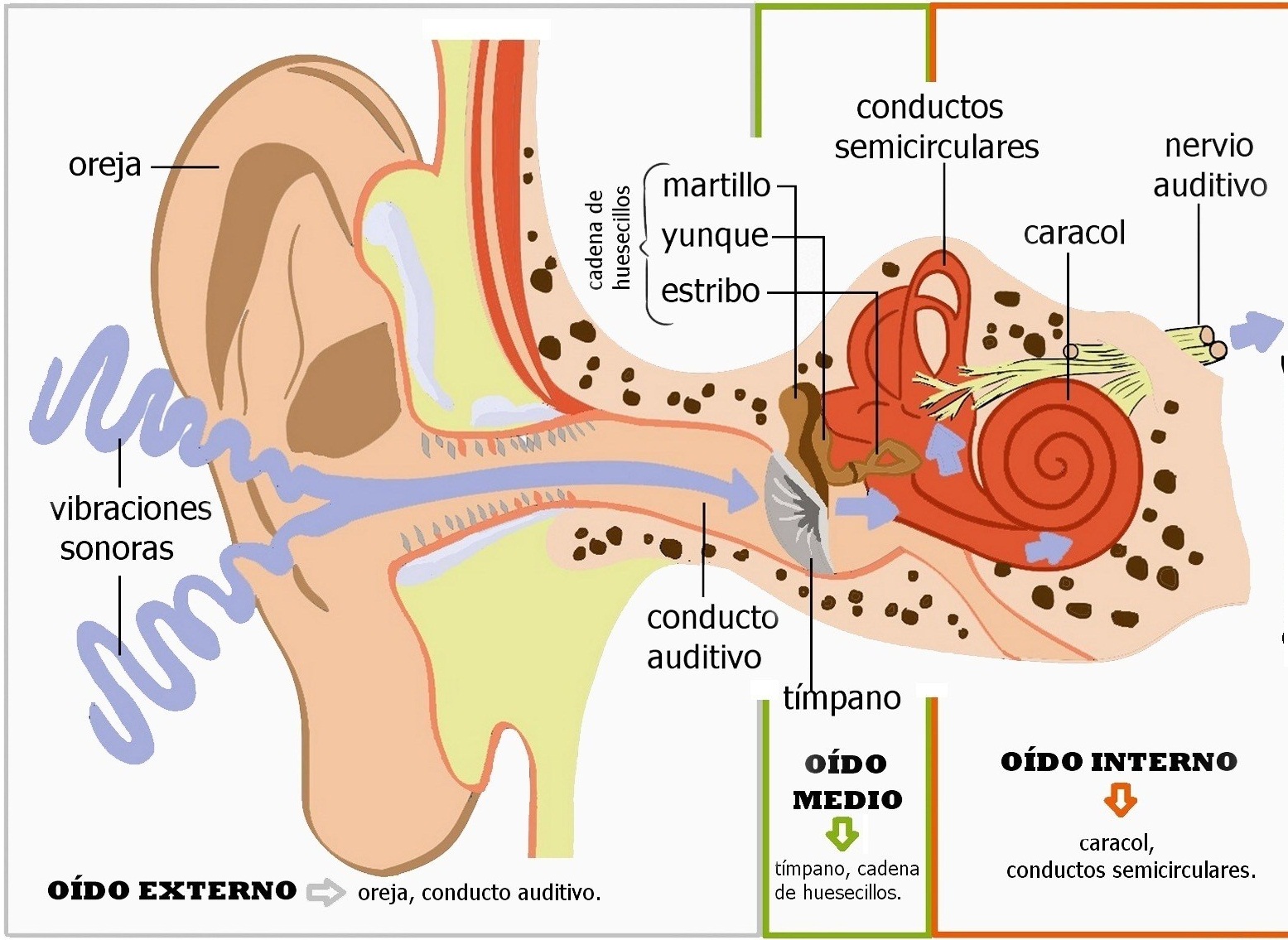 Esquema Del Oído ¡fotos And Guía 2024 0045