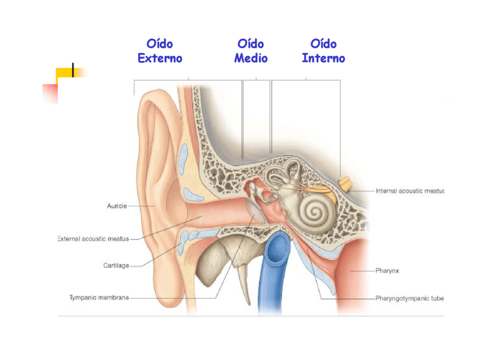esquema del oido humano con nombres