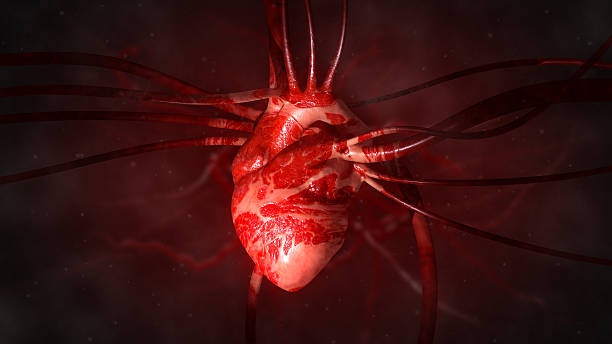 esquema del sistema circulatorio humano