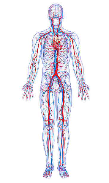 esquema del sistema circulatorio de un caracol