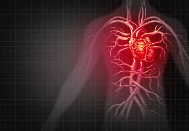esquema del sistema circulatorio arterial y venoso