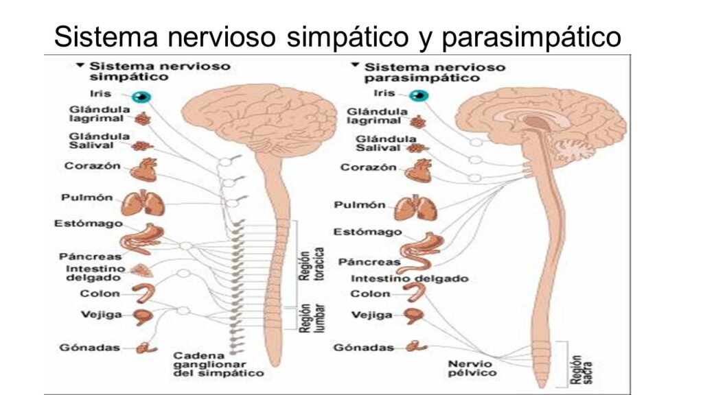 esquema del sistema nervioso central	
