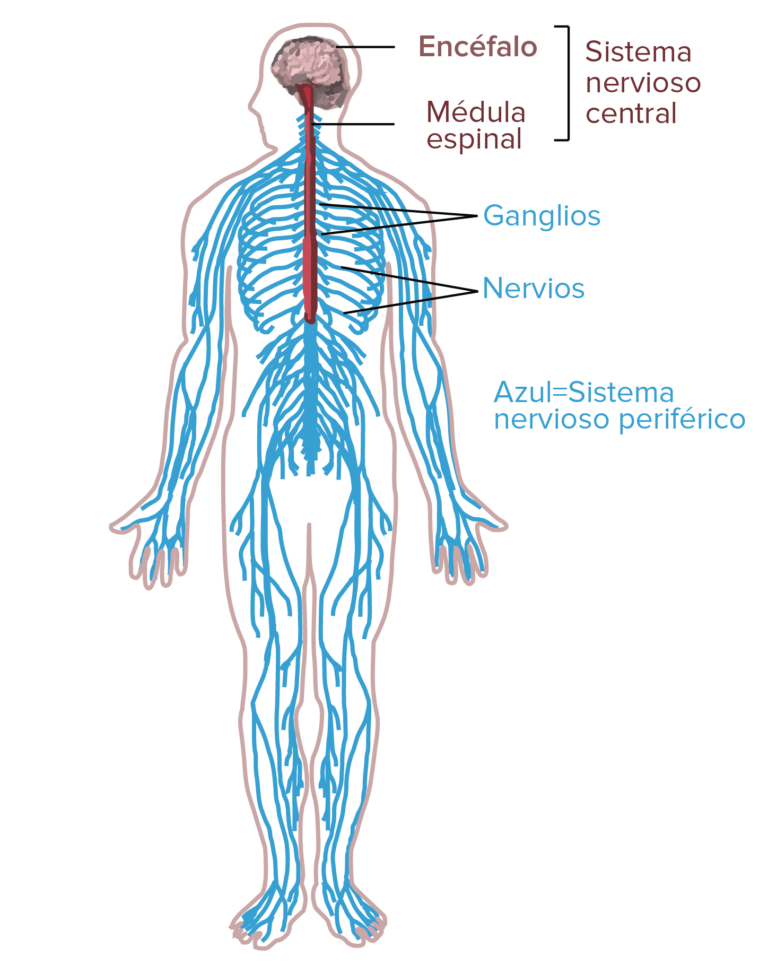 Esquema Del Sistema Nervioso ¡Fotos & Guía 2024!