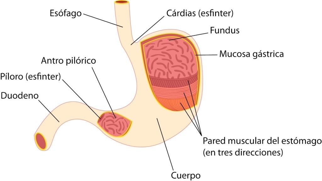 esquema del estomago humano