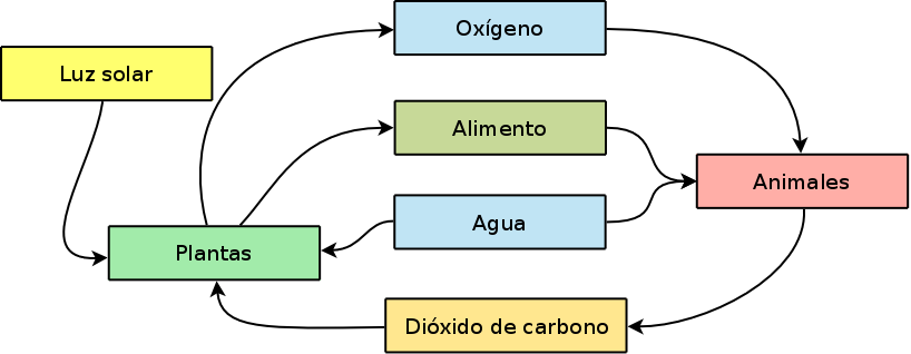 esquema de ecosistema acuatico