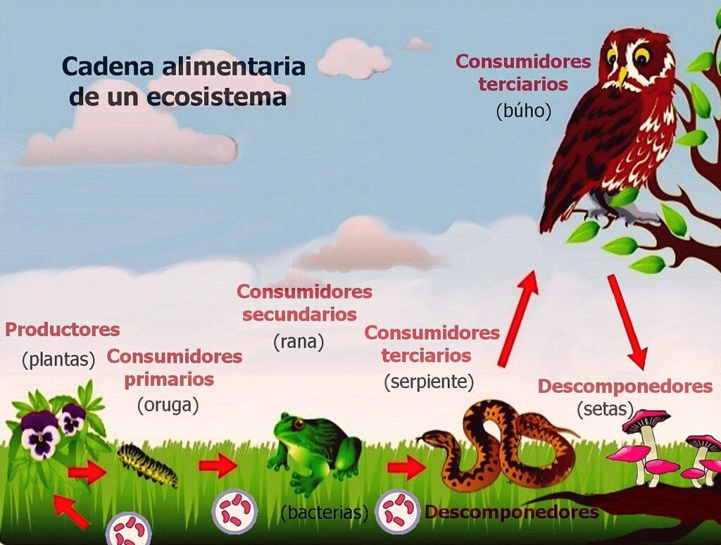 esquema de la cadena alimenticia