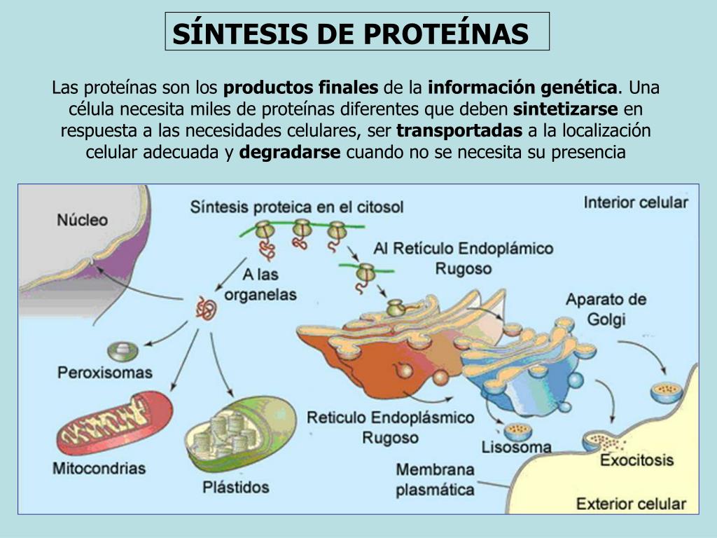 esquema de sintesis de proteinas