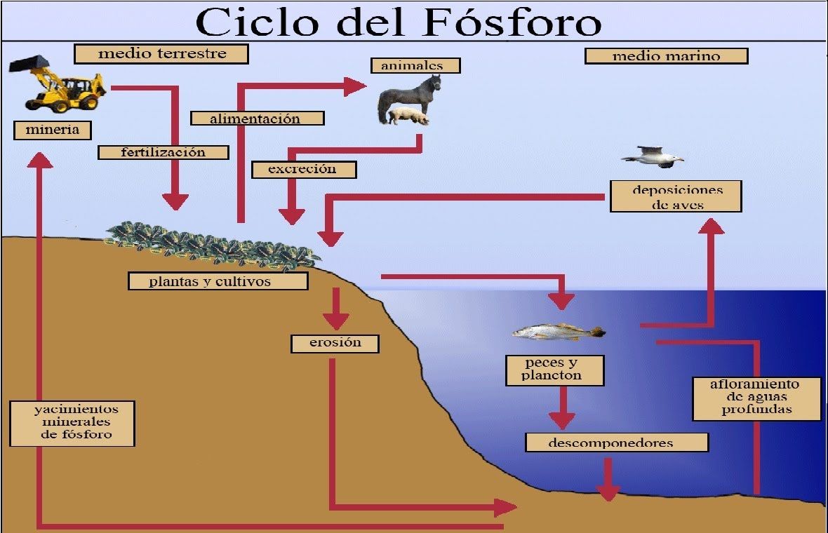 Esquema Del Ciclo Del Fósforo ¡fotos And Guía 2024 3785