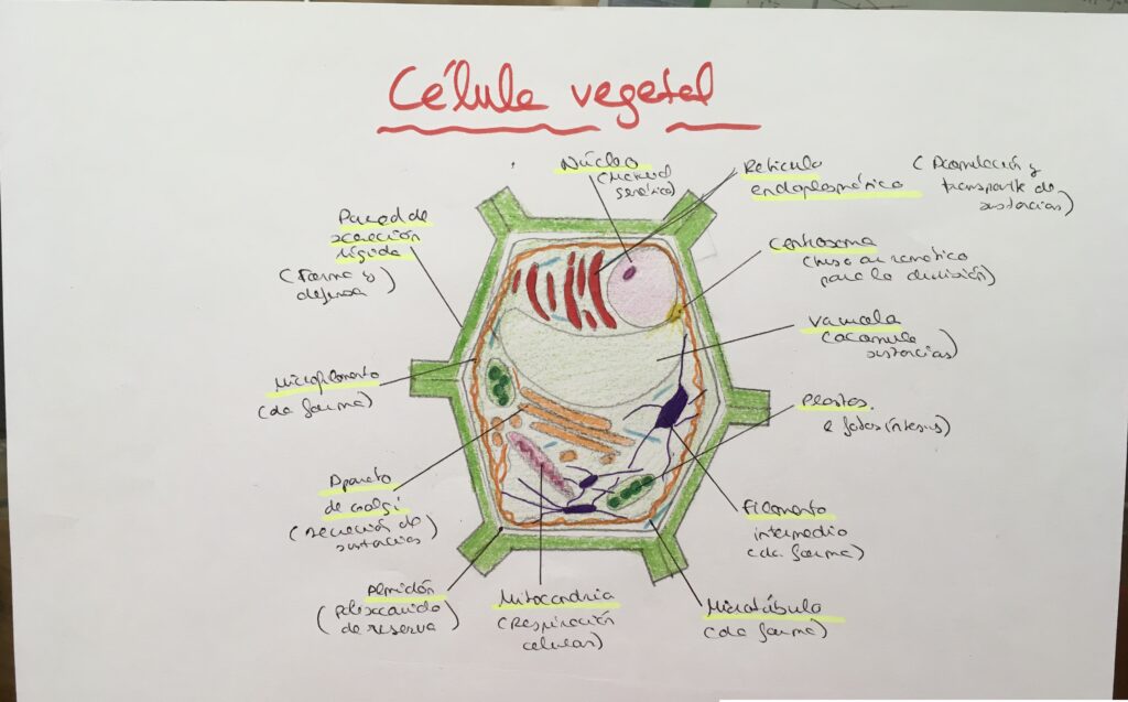 esquema de la celula animal y vegetal con nombres para colorear