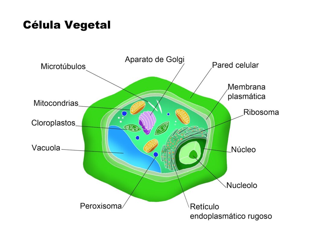 esquema de la celula animal y vegetal con sus partes