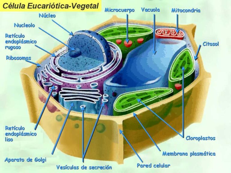 Esquema De Célula Vegetal ¡fotos And Guía 2021 3399