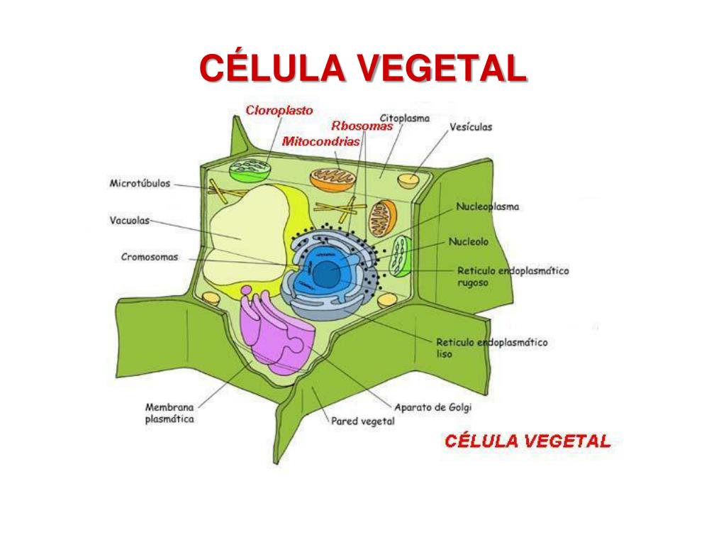 esquema de la celula vegetal para colorear