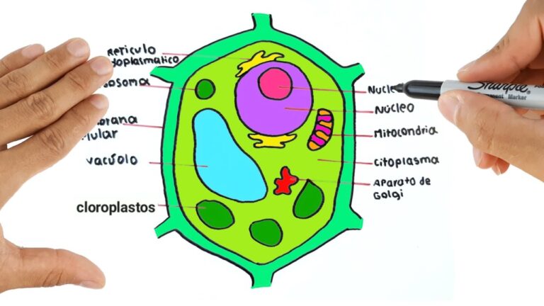 Esquema De Célula Vegetal ¡fotos And Guía 2021 5154