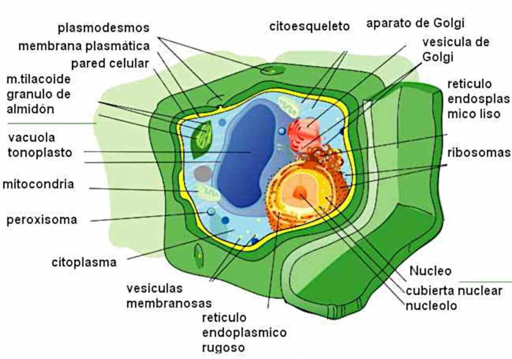 esquema de la celula vegetal y animal	