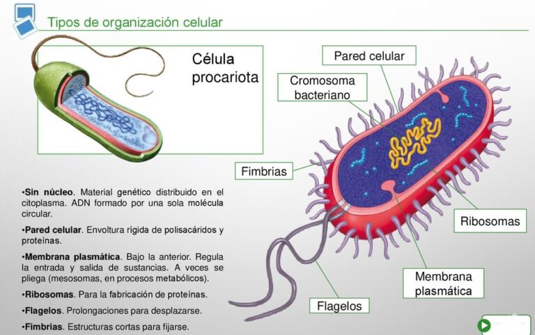 Esquema Célula Procariota ¡Fotos & Guía 2024!