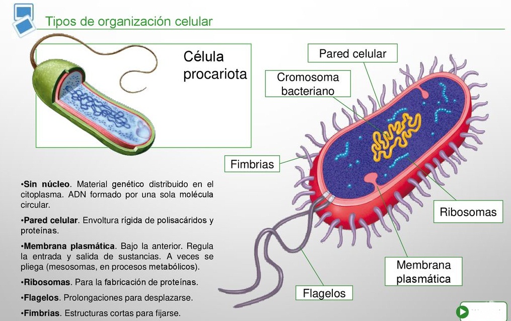 esquema de celula procariota y sus partes