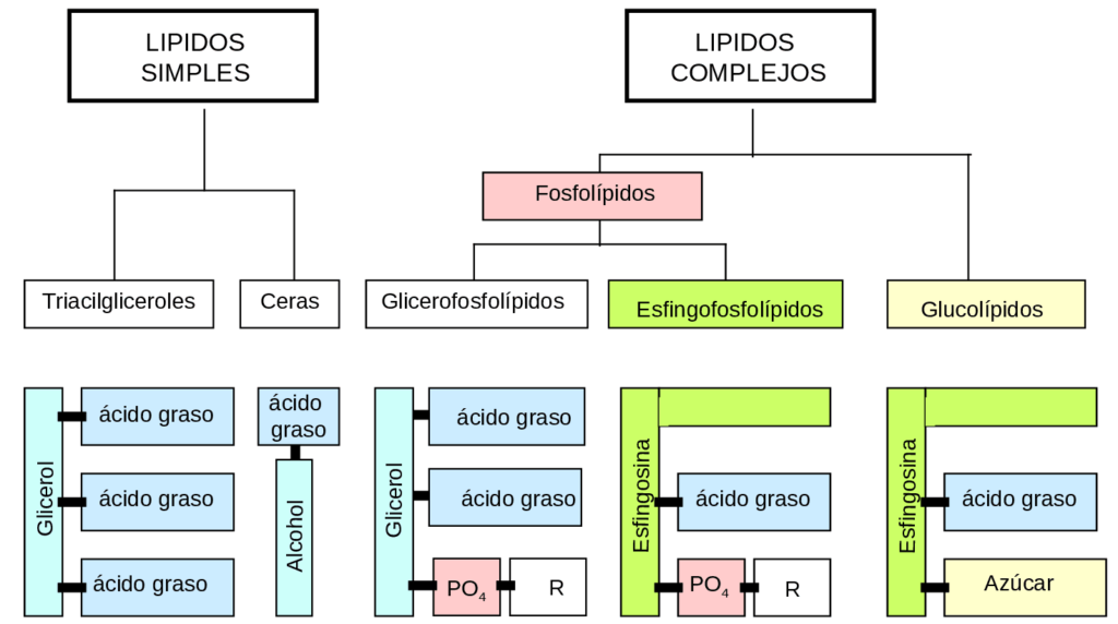 esquema metabolismo de lipidos