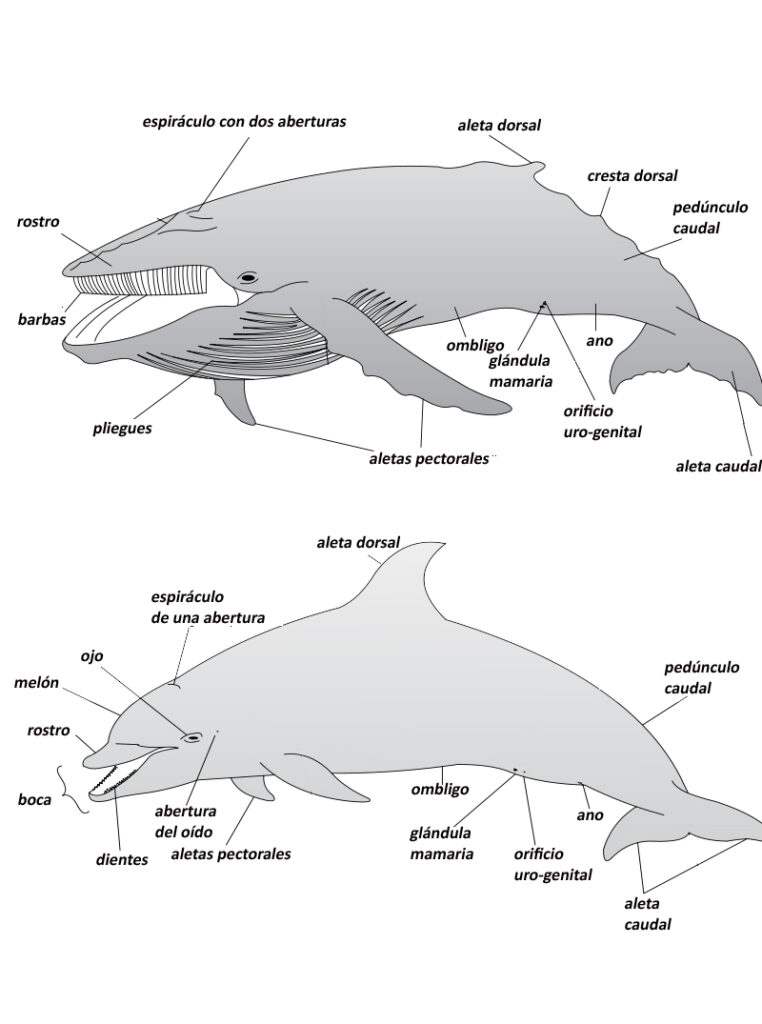 esquema de la ballena en español